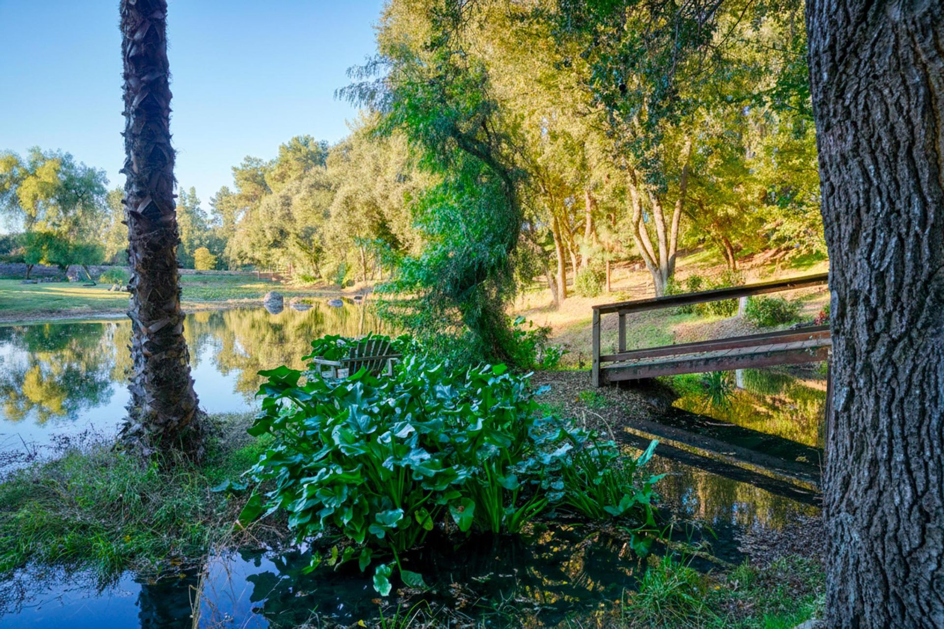 Wooden footbridge over the pond with palm and lily pads