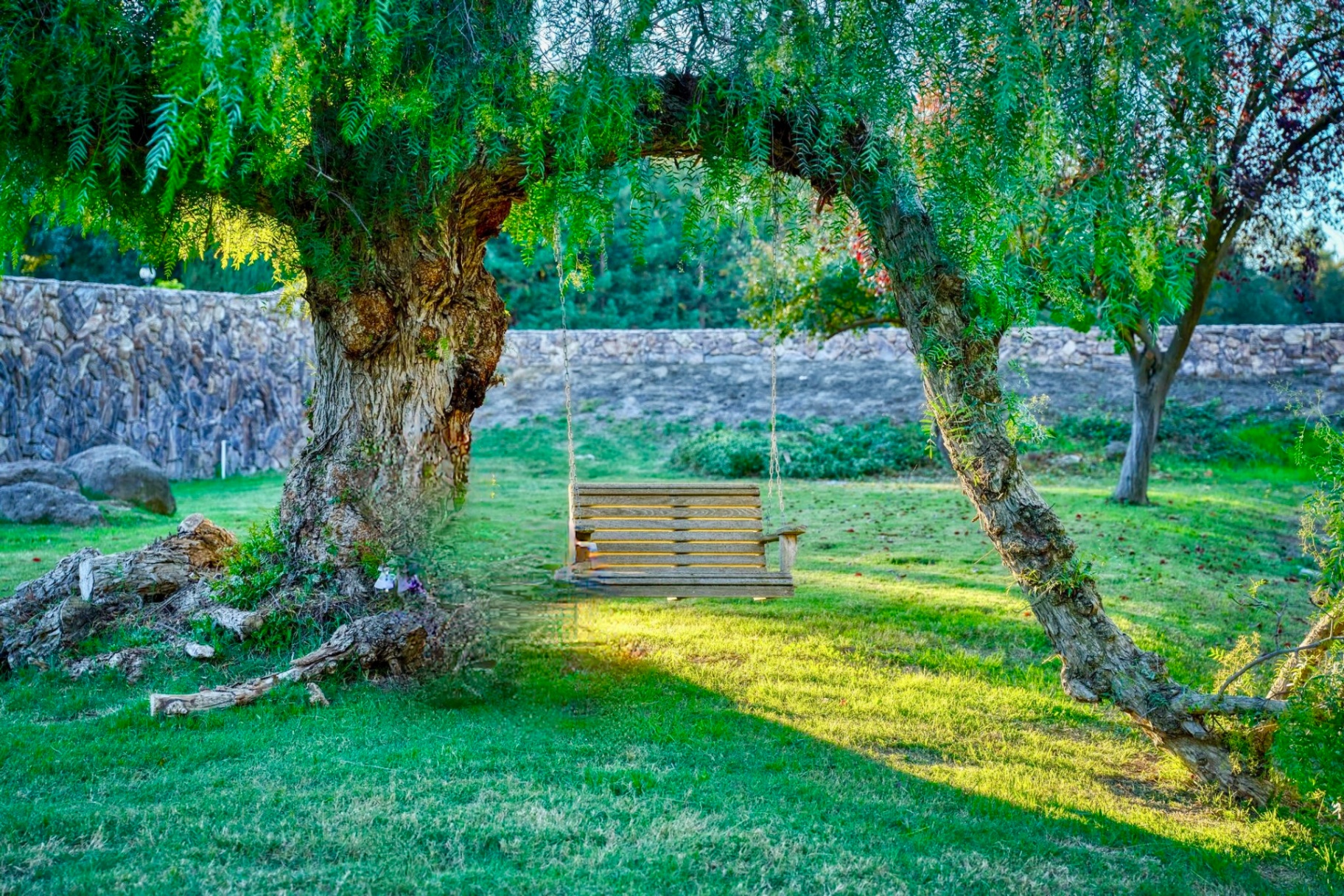 Wooden swing hanging from a mature pepper tree